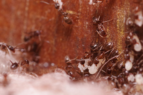 Crod of wood ants, with high magnification, carrying their eggs to anew home, this ant is often a pest in houses, in a wooden background
