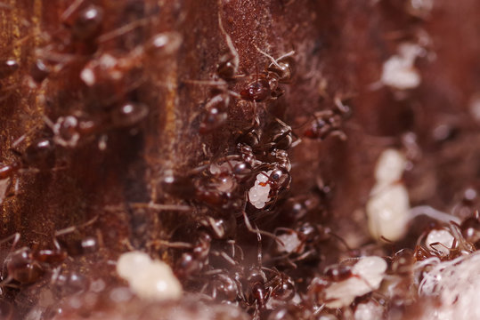 Crod of wood ants, with high magnification, carrying their eggs to anew home, this ant is often a pest in houses, in a wooden background
