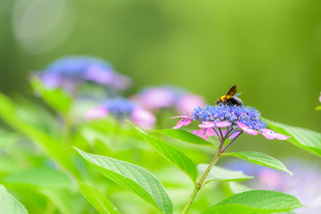 紫陽花
