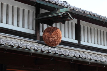京都　伏見の杉玉