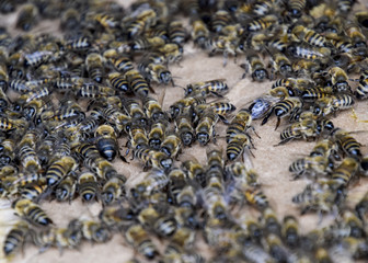 A large congestion of bees on a sheet of cardboard. Swarming of the bees. Honey bee.