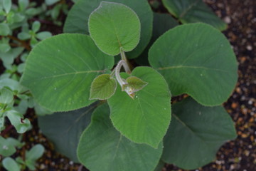 キウイフルーツの苗