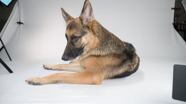 German Shepherd Dog Photo shoot