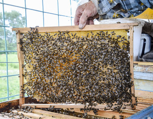 An elderly beekeeper is holding bees' honeycomb with bees in his hand. Honey bee. apiary.