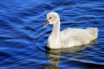 Black Swan Cygnet