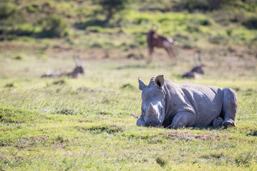 Baby rhino looking left on safari in South Africa © mike0759