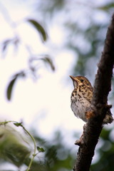 Song Thrush Fledgling