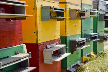Beehive beehives in the apiary. Growing bees to get honey. Bee houses