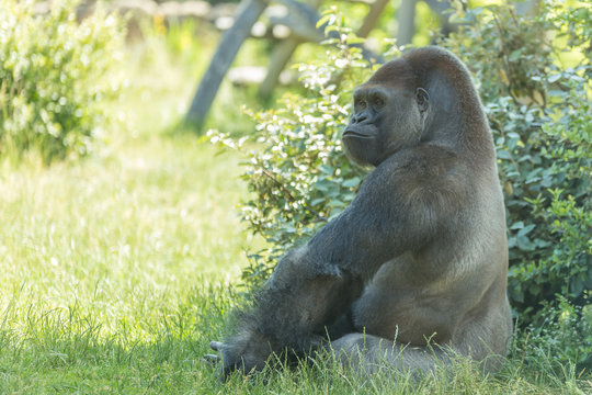 Male silver back gorilla sits and poses looking beyond with lordliness and placidity with green trees and leaves on the background