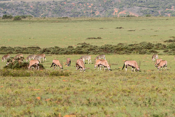 Herd of Gemsbok in South Africa