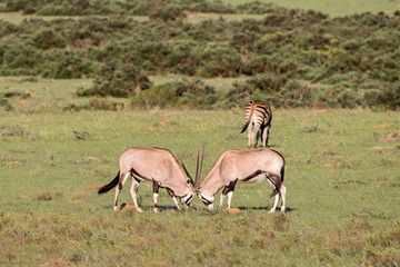 Gemsbok sparring in South Africa