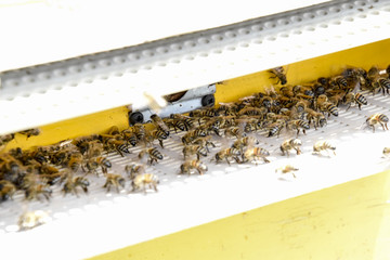 Bees fly at the entrance to the hive. Tray of the hive. Hole entrance to the hive.