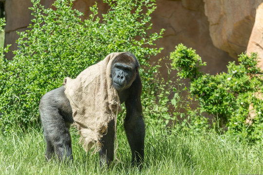 Great gorilla staring and walking with a jute burlap bag covering its back against a bush background