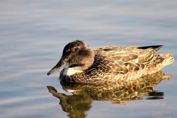 Female Shoveler Duck