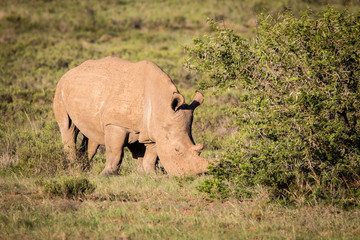 White rhino and baby at sunset looking right on safari in South Africa