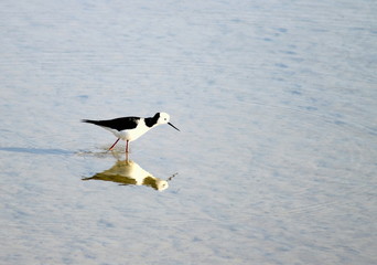 White Headed Stilt