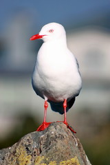 Close up of a red-billed gull