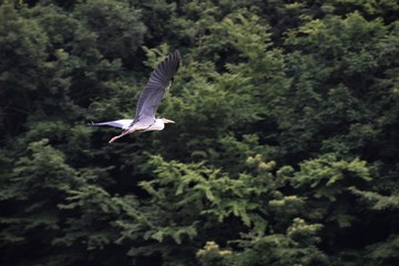 アオサギ・グレイ・ヘロン