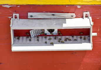 Bees fly at the entrance to the hive. Tray of the hive. Hole entrance to the hive.