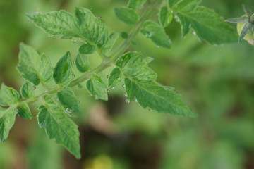 The dew on the leaves of a tomato.