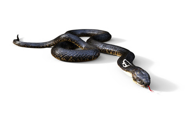Naklejka premium 3d King Cobra Najdłuższy na świecie jadowity wąż na białym tle, King Cobra Snake, ilustracja 3d, renderowanie 3d