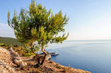 One tree on a rock over a cliff near the sea and ocean