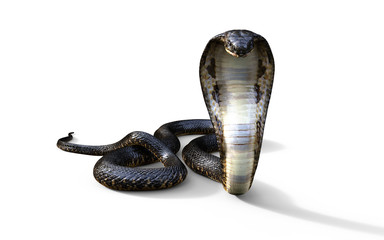 Fototapeta premium 3d King Cobra Najdłuższy na świecie jadowity wąż na białym tle, King Cobra Snake, ilustracja 3d, renderowanie 3d