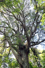 Kahikatea Tree