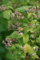 Raspberries ripen on the branches