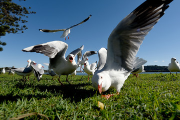 Naklejka premium Seagulls flying against a blue sky