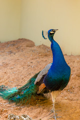 Male peacock posing on brown earth - side view