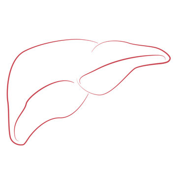 red outline liver anatomy clip art preview