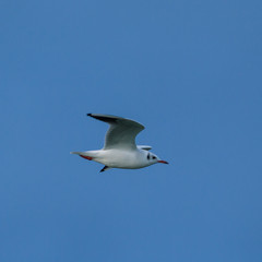 Möwe