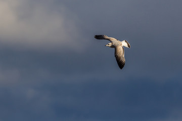 Möwe 