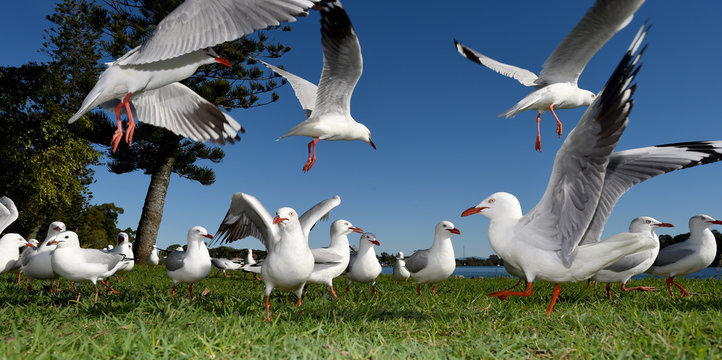 Seagulls flying against a blue sky