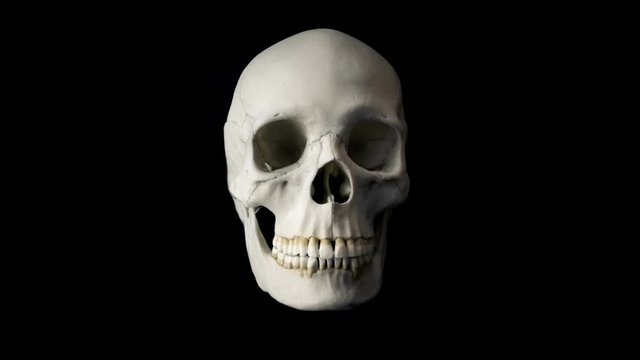 Skull Talking Loop - Front View