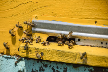 Bees fly at the entrance to the hive. Tray of the hive. Hole entrance to the hive.