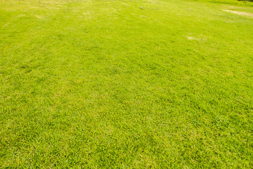 closeup of green grass on a field