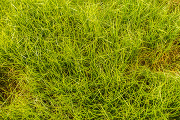 closeup of green grass on a field