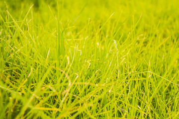 closeup of green grass on a field