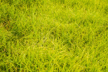 closeup of green grass on a field