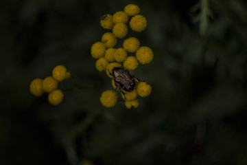 Bug on the flower