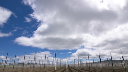 北海道　高原風景　大空と長いも畑