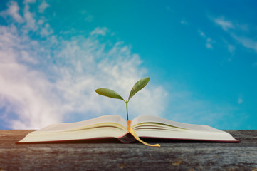 Open book with growing tree with blurry blue cloudy sky background for knowledge and learning concept.selective focus.