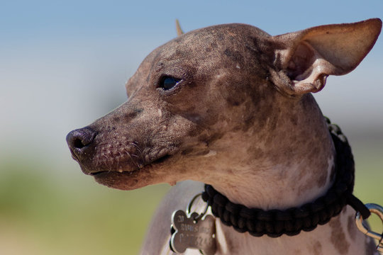 American Hairless Terrier