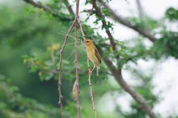 Asian Golden Weaver