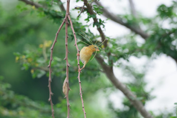 Asian Golden Weaver