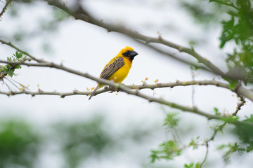Asian Golden Weaver