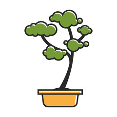 Traditional bonsai tree