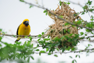 Asian Golden Weaver